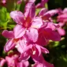 Veigelė - Weigela PICOBELLA ROSSO