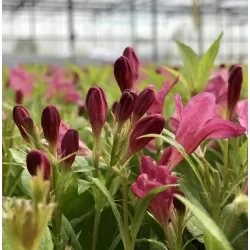 Veigelė - Weigela PICOBELLA ROSSO