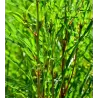 Paprastasis šaltekšnis (šunobelė) - Rhamnus frangula FASTIGIATA