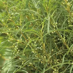 Paprastasis šaltekšnis (šunobelė) - Rhamnus frangula FASTIGIATA