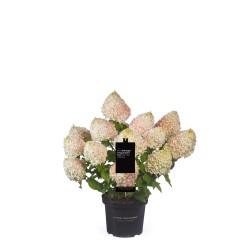 Šluotelinė hortenzija - Hydrangea paniculata Living SUMMER LOVE