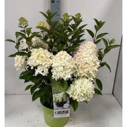 Hydrangea paniculata White Light