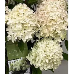 Hydrangea paniculata WhiteLight