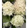 Hydrangea paniculata WhiteLight