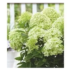 Hydrangea paniculata WhiteLight