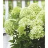 Hydrangea paniculata WhiteLight