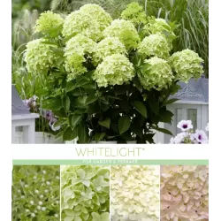Hydrangea paniculata White Light
