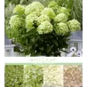 Hydrangea paniculata WhiteLight