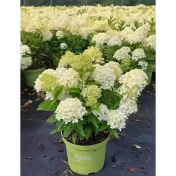 Hydrangea paniculata White Light