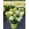 Hydrangea paniculata White Light