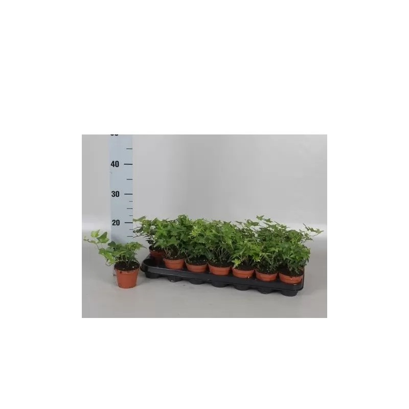 Gebenė - Hedera helix JACOBINE