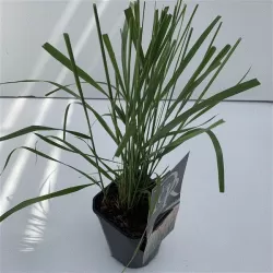 Calamagrostis acutiflora KARL FOERSTER