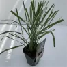 Calamagrostis acutiflora KARL FOERSTER