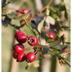 Glotnioji gudobelė - Crataegus laevigata CRIMSON CLOUD
