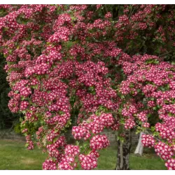 Glotnioji gudobelė - Crataegus laevigata CRIMSON CLOUD