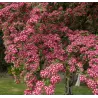 Glotnioji gudobelė - Crataegus laevigata CRIMSON CLOUD