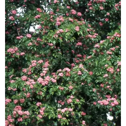 Glotnioji gudobelė - Crataegus laevigata CRIMSON CLOUD