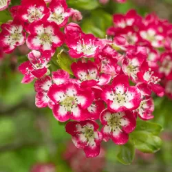 Glotnioji gudobelė - Crataegus laevigata CRIMSON CLOUD