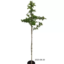 Glotnioji gudobelė - Crataegus laevigata CRIMSON CLOUD