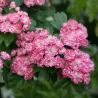 Glotnioji gudobelė - Crataegus laevigata PAULS SCARLET