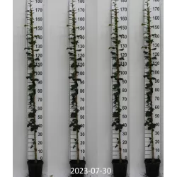 Glotnioji gudobelė - Crataegus laevigata ROSEA FLORE PLENO