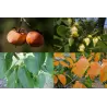 Virgininis (amerikinis) juodmedis (persimonas) - Diospyros virginiana