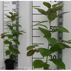 Virgininis (amerikinis) juodmedis (persimonas) - Diospyros virginiana