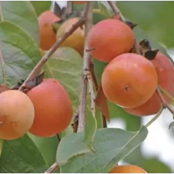 Virgininis (amerikinis) juodmedis (persimonas) - Diospyros virginiana