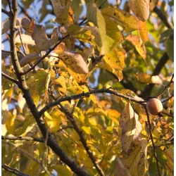 Virgininis (amerikinis) juodmedis (persimonas) - Diospyros virginiana