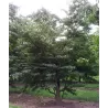 Virgininis (amerikinis) juodmedis (persimonas) - Diospyros virginiana