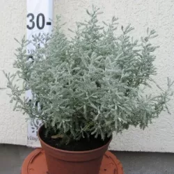 Kiparisinė santolina - Santolina chamaecyparissus 15Ø 17cm