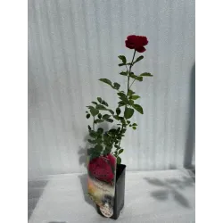 Rožė - Rosa Falstaff ®