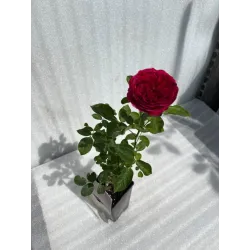 Rožė - Rosa Falstaff ®