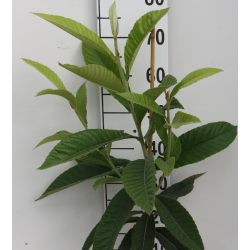Eriobotrya japonica ROSE ANNE