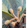Eriobotrya japonica ROSE ANNE