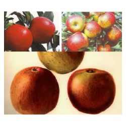 HERITAGE apple mix, semi-dwarf, summer-autumn-winter varieties