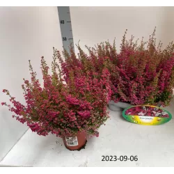 Erica Gracilis red