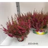 Erika - Erica Gracilis RED
