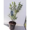 Aukštoji šilauogė - Vaccinium corymbosum PATRIOT
