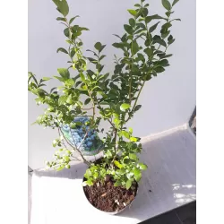 Aukštoji šilauogė - Vaccinium corymbosum PATRIOT