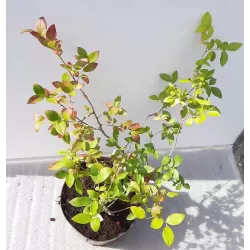 Highbush Blueberry - Vaccinium corymbosum ELIZABETH