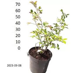 Highbush Blueberry - Vaccinium corymbosum ELIZABETH