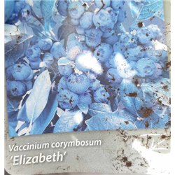 Aukštoji šilauogė - Vaccinium corymbosum  ELIZABETH