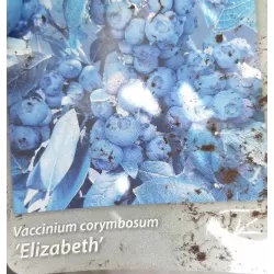 Highbush Blueberry - Vaccinium corymbosum ELIZABETH