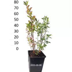 Highbush Blueberry - Vaccinium corymbosum POLARIS
