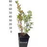 Highbush Blueberry - Vaccinium corymbosum POLARIS