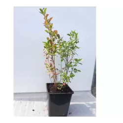 Highbush Blueberry - Vaccinium corymbosum POLARIS