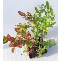 Highbush Blueberry - Vaccinium corymbosum POLARIS