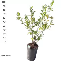 Highbush Blueberry - Vaccinium corymbosum MEADER