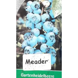 Highbush Blueberry - Vaccinium corymbosum MEADER